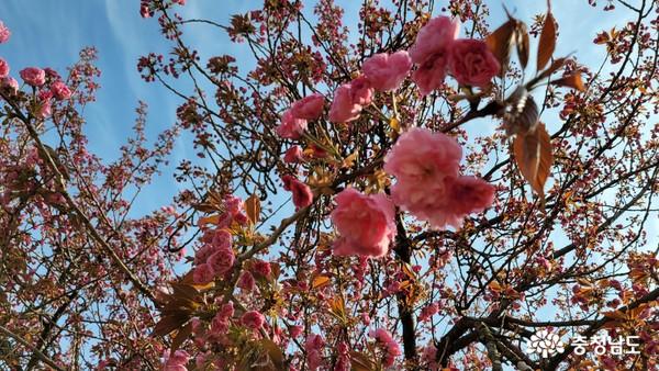 4월 18일 오후 찾아본 당진 남산공원에 겹벚꽃이 막 피어나기 시작하고 있다.