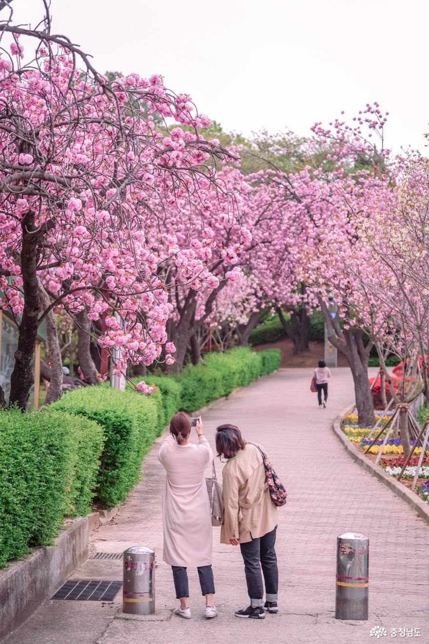겹벚꽃 만개한 당진남산공원으로 봄을 느끼러 가요.