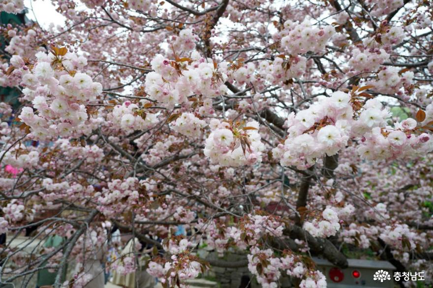 충남봄꽃명소서산개심사겹벚꽃과청벚꽃만개 7