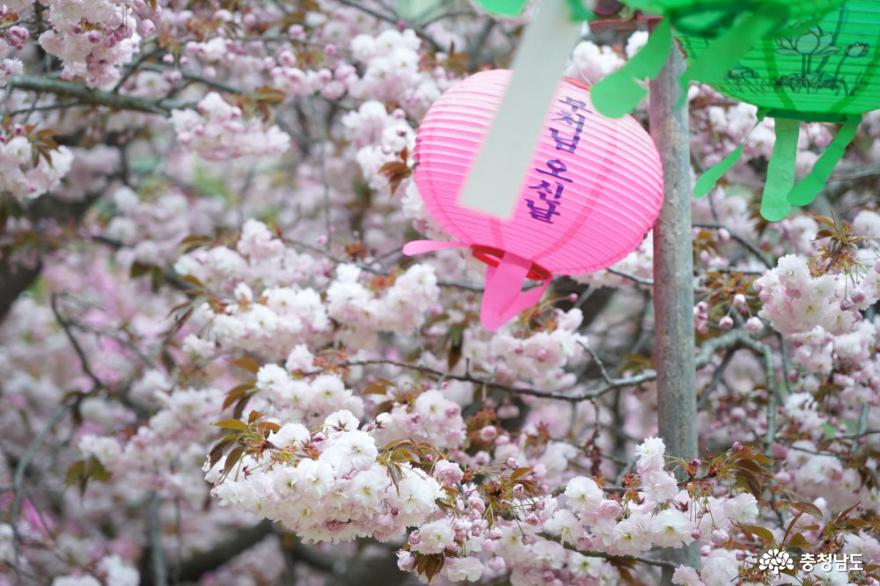 충남 봄꽃 명소, 서산 개심사 겹벚꽃과 청벚꽃 만개