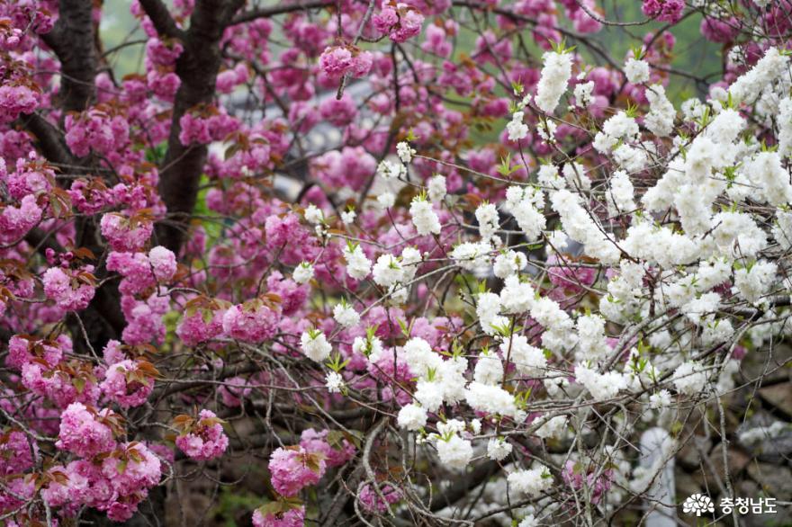 충남봄꽃명소서산개심사겹벚꽃과청벚꽃만개 15