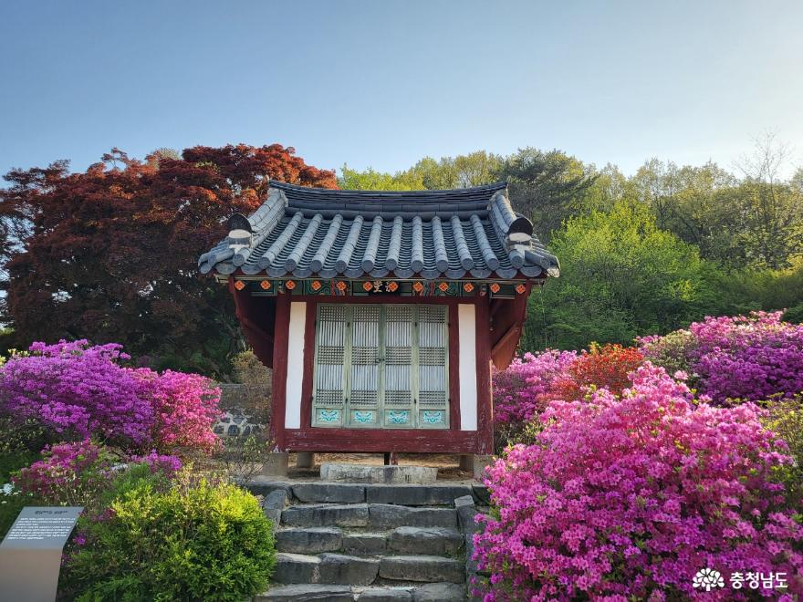 영산홍이감싸고있는사계고택의봄 9