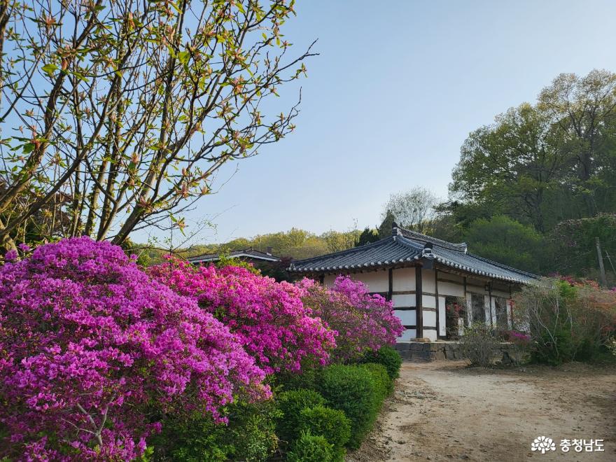영산홍이감싸고있는사계고택의봄 11