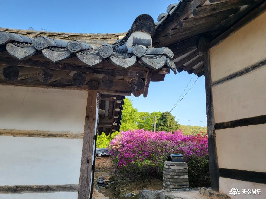 영산홍이감싸고있는사계고택의봄 14