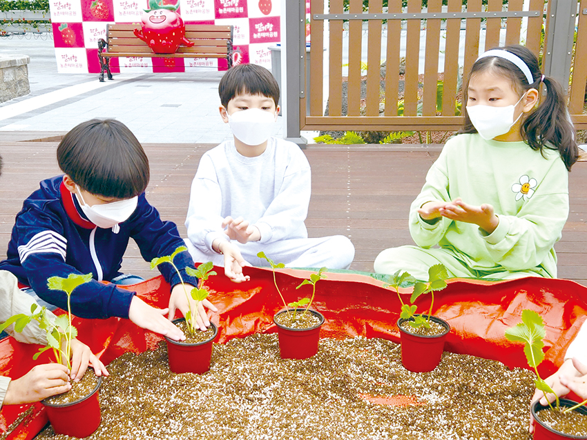 딸기화분만들기 체험을 하는 아이들