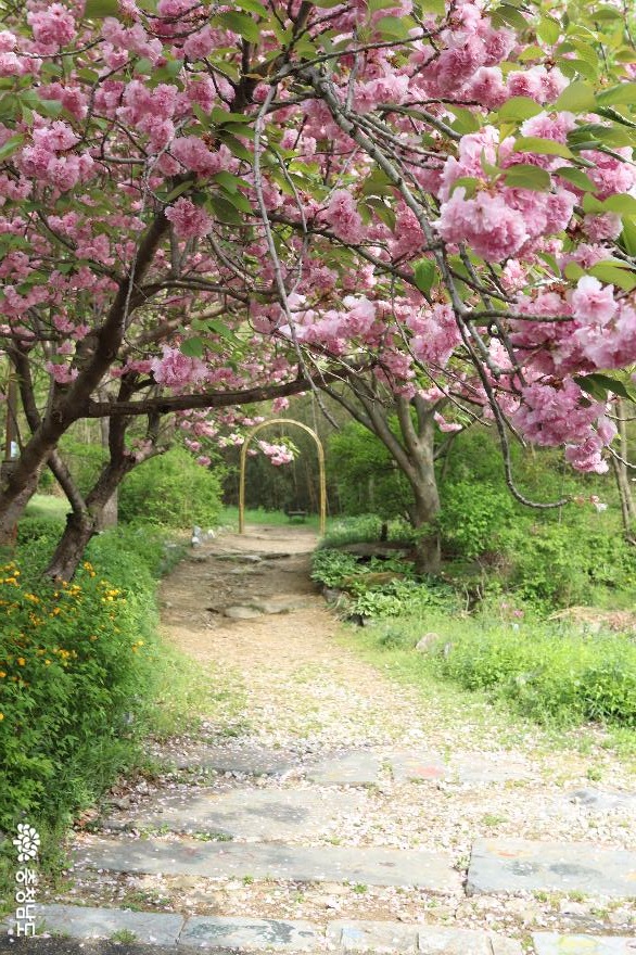 겹벚꽃이 이쁘게 핀 아산당림미술관 사진