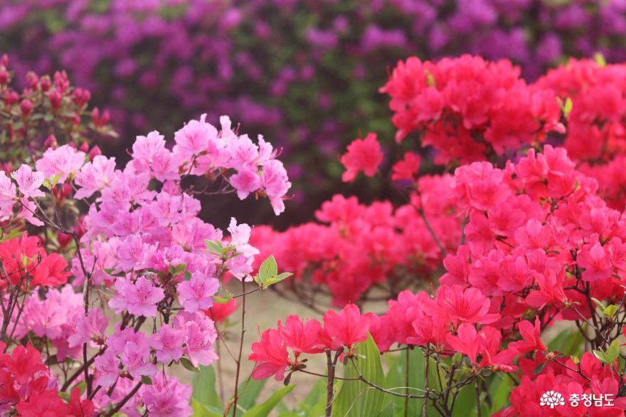 알록달록 봄꽃 만발한 천안시 맑은물사업본부 사진