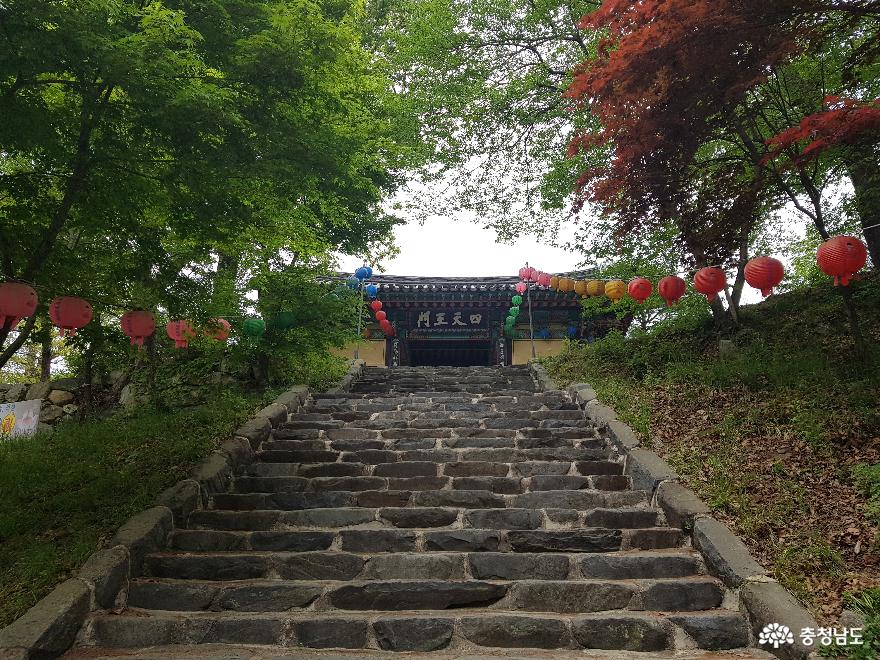 붉은 영산홍이 만개한 천년고찰 신원사 사진