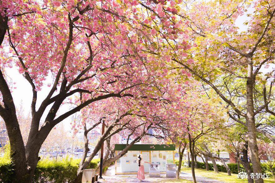 동네벚꽃이 제일 예뻐! 당진겹벚꽃명소 남산공원 사진