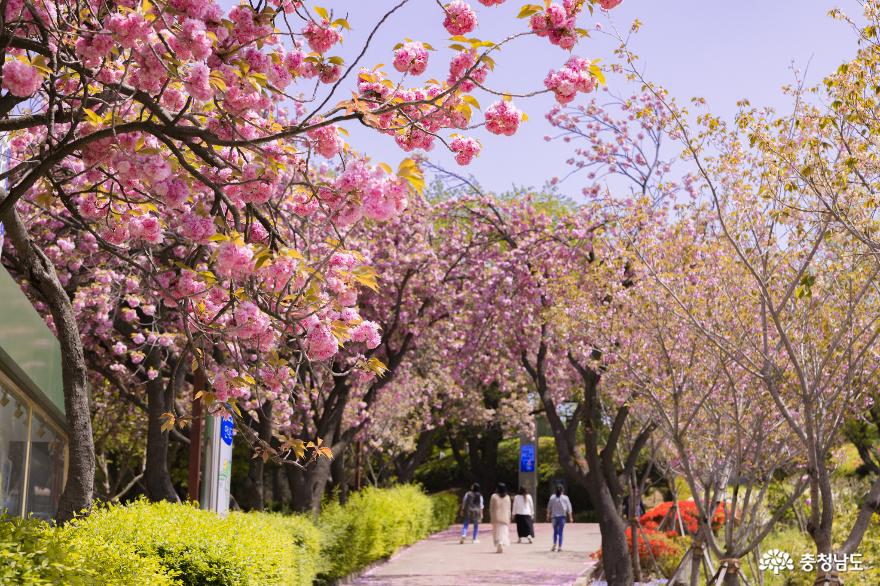 동네벚꽃이제일예뻐당진겹벚꽃명소남산공원 2