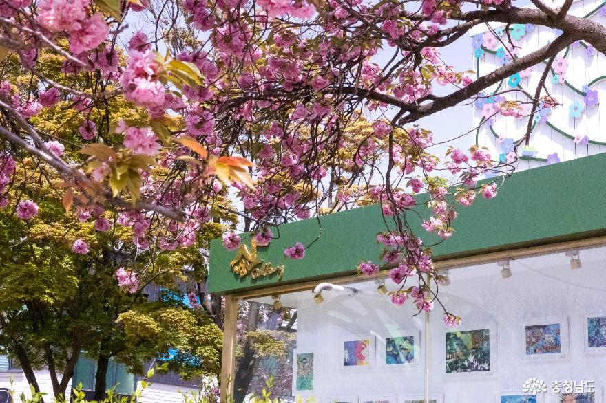 동네벚꽃이제일예뻐당진겹벚꽃명소남산공원 4