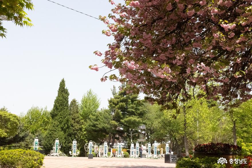 동네벚꽃이 제일 예뻐! 당진겹벚꽃명소 남산공원 사진