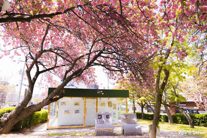 동네벚꽃이제일예뻐당진겹벚꽃명소남산공원 9
