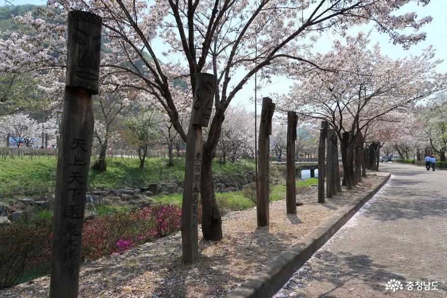 걷는 즐거움이  청양 장승공원 벚꽃길