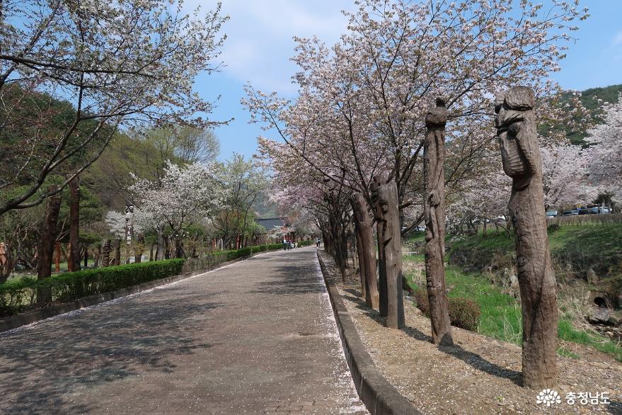 걷는즐거움이청양장승공원벚꽃길 2