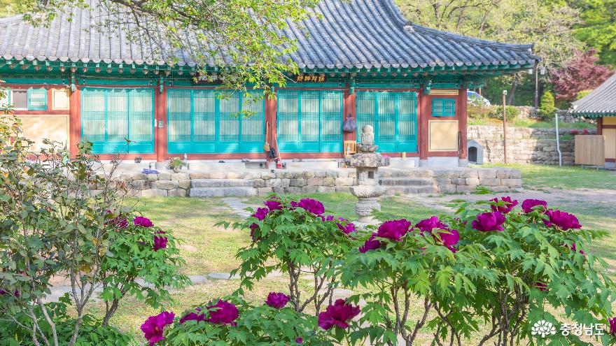 모란과 영산홍이 곱게 핀 신원사의 봄을 담다. 사진