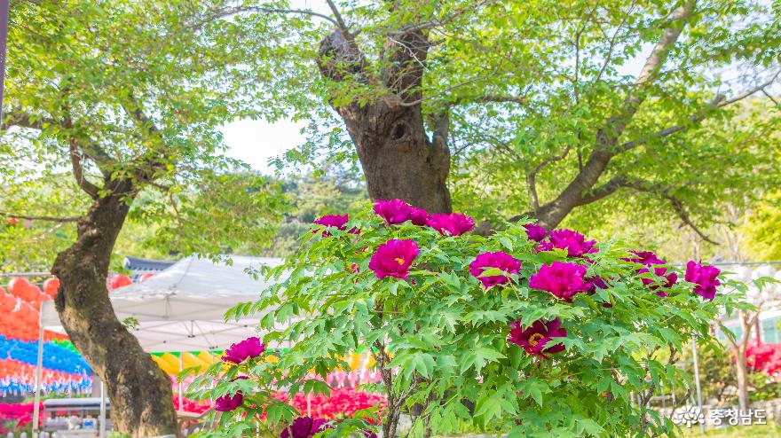 모란과 영산홍이 곱게 핀 신원사의 봄을 담다. 사진