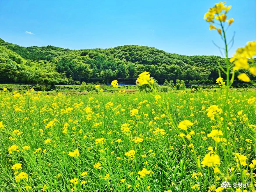 노란 꽃물결 일렁이는 풍경 속으로 사진