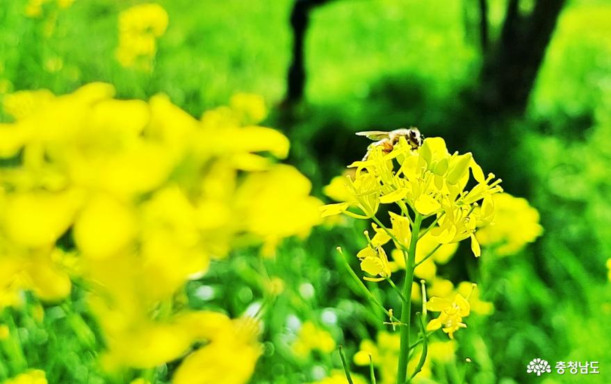 노란 꽃물결 일렁이는 풍경 속으로 사진