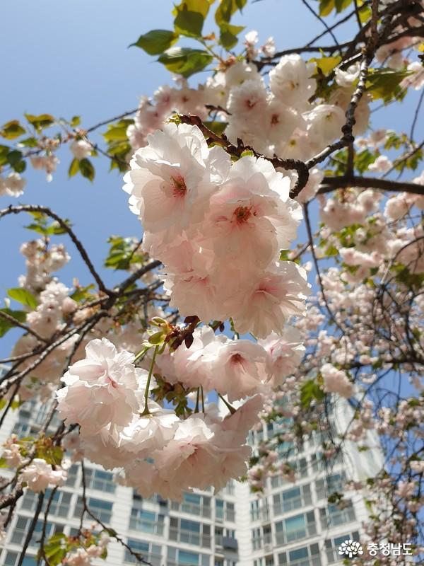 4월 25일 아침 한 주택가에 겹벚꽃이 만개했다. 코로나19를 마지막까지 지혜롭게 극복하고 봄꽃처럼 활짝 웃을 수 있기를 기대한다.