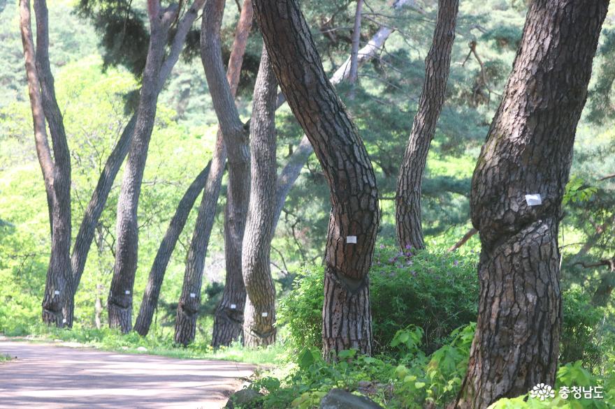 초록 여행지, 아산 천년의 숲길 & 봉곡사 사진