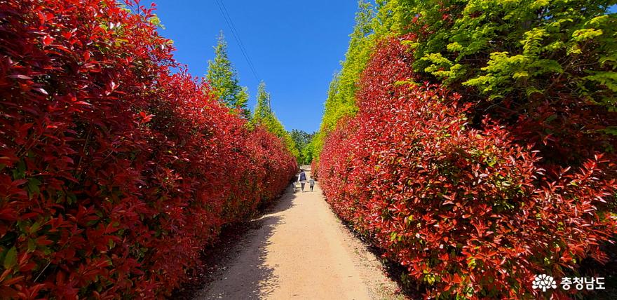 청산수목원의 봄에 피는 붉은 단풍 속으로 화려한 외출