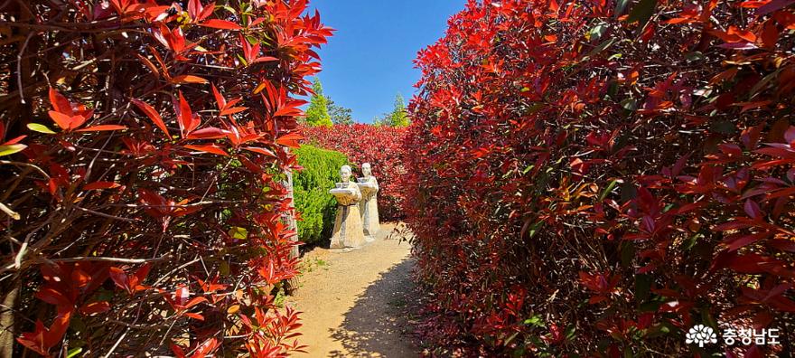 청산수목원의 봄에 피는 붉은 단풍 속으로 화려한 외출 사진