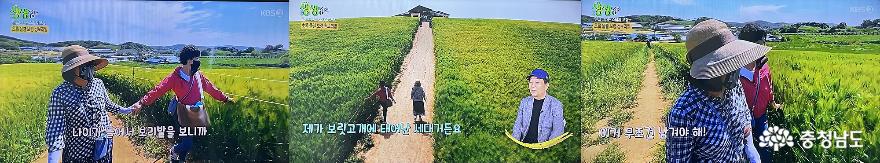 KBS2TV생생정보통에방송된보령청보리밭 3