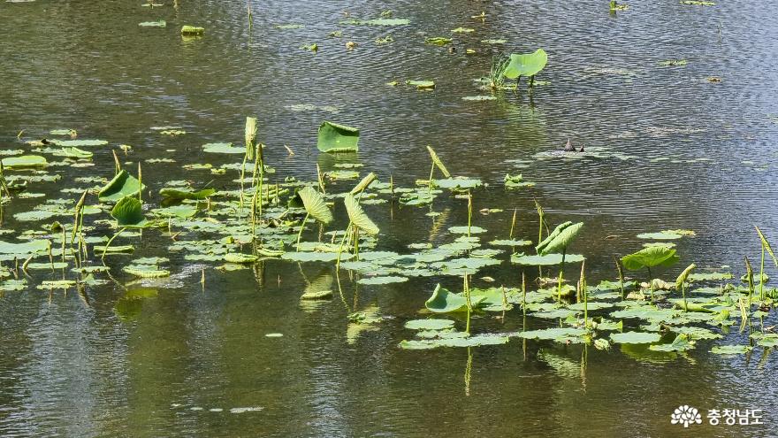 정안천 연못에서 피어나는 연잎