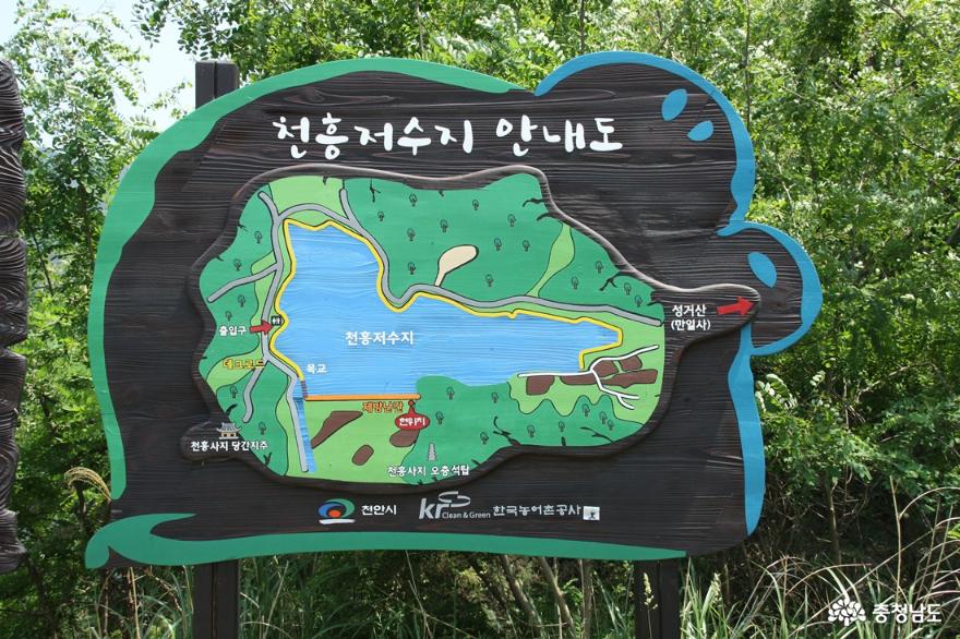 천흥사절터였던천흥지제방에금계국꽃만개 1