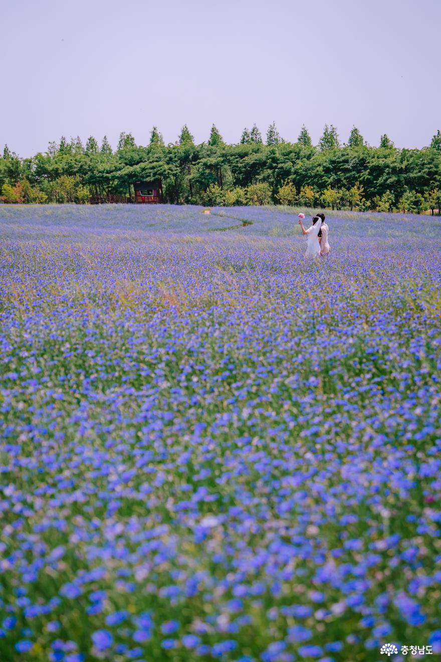 파란꽃물결수레국화만개한예산아그로랜드 4
