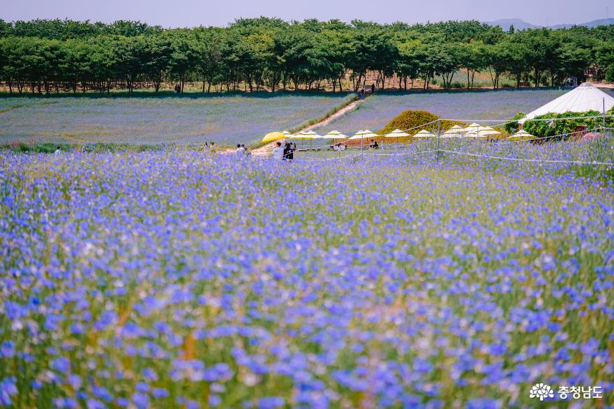 파란꽃물결수레국화만개한예산아그로랜드 7