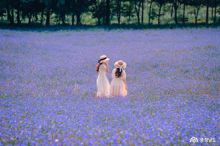 파란꽃물결수레국화만개한예산아그로랜드 11