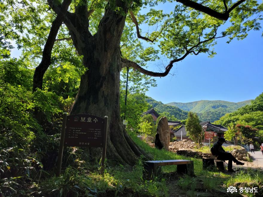 수령 500여 년의 광덕산 느티나무 보호수 2.