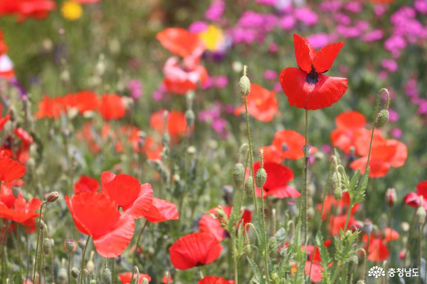 색색 계절꽃 만발한 목천 용화사 사진