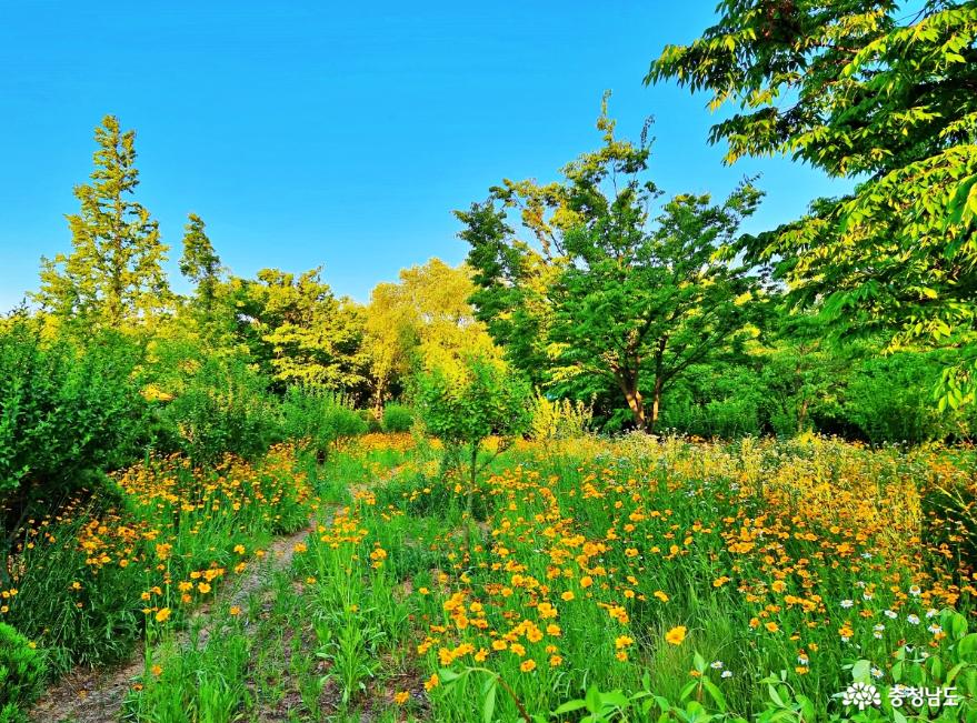 설레임이 가득한 논산 수변생태공원의 꽃과 풍경 이야기 사진