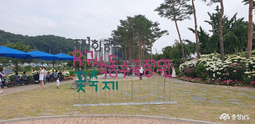유구 색동 수국 정원 꽃 축제
