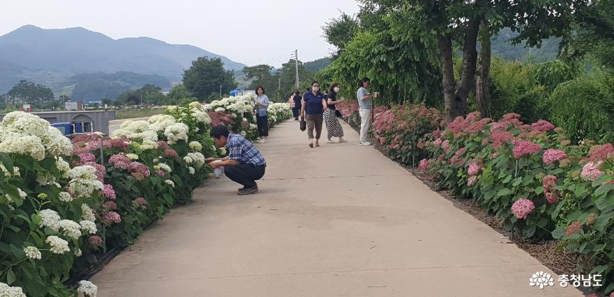 유구 색동 수국 정원 꽃 축제 사진