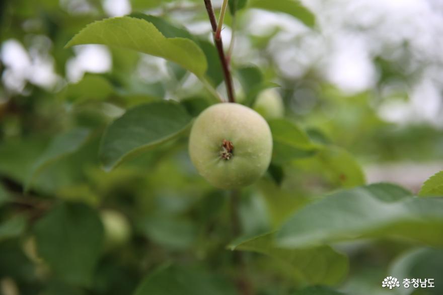 예산의맛있는사과와뉴턴이있는예산군농업기술센터 6