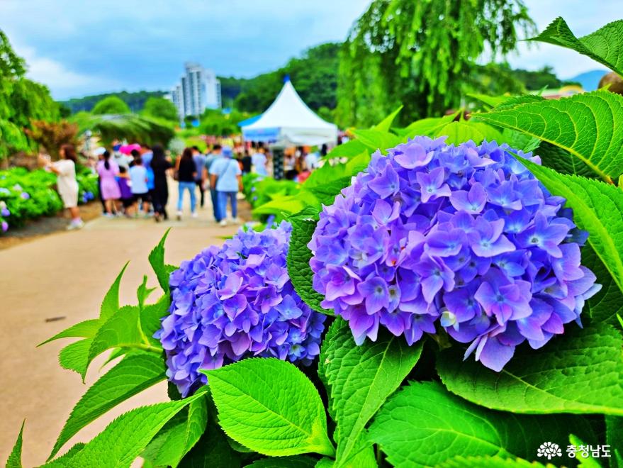 탐스러운 수국과 함께한 '공주 유구오색정원 수국 꽃축제' 스케치 사진