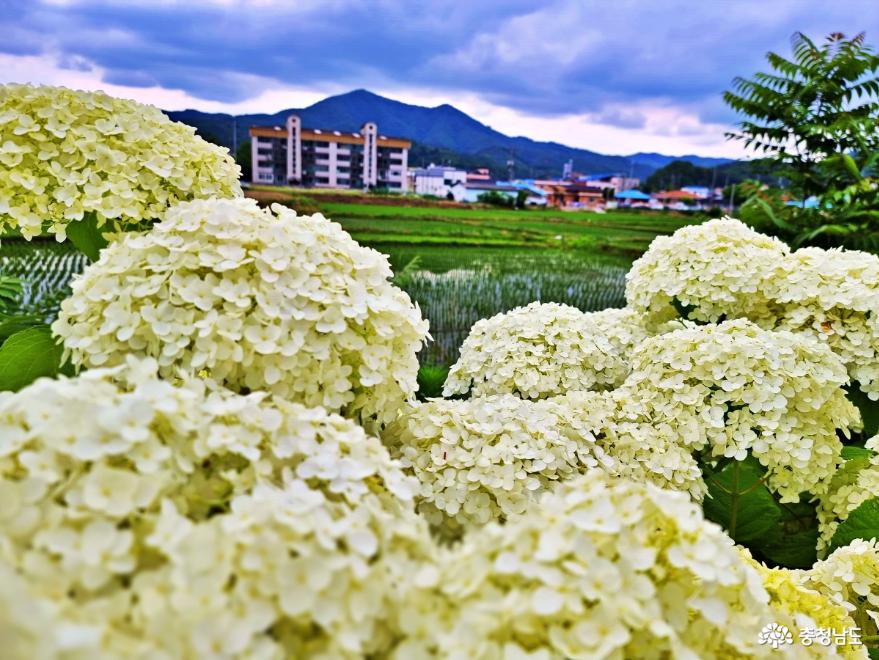 탐스러운 수국과 함께한 '공주 유구오색정원 수국 꽃축제' 스케치 사진