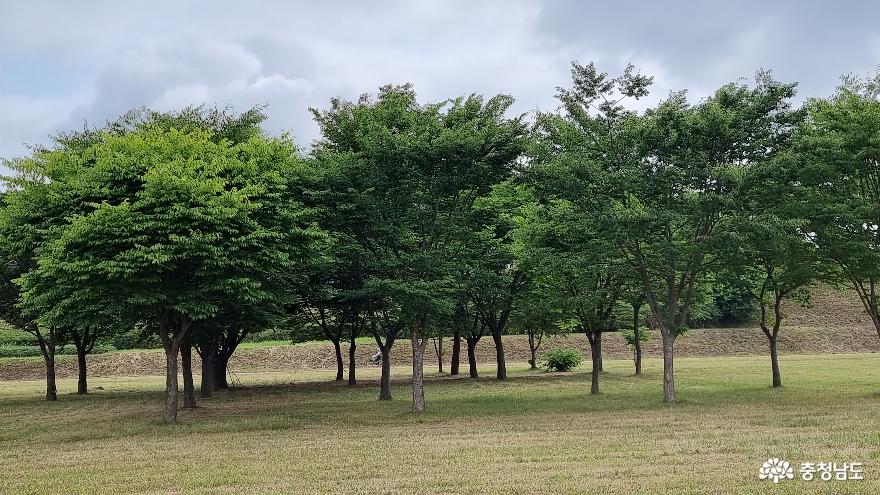 금강신관공원 느티나무 숲