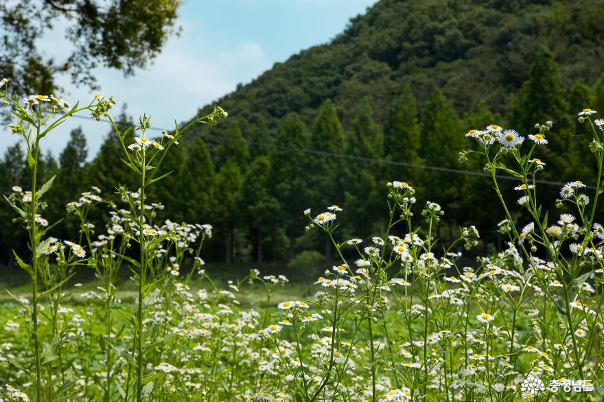 공주여름풍경아름다운연꽃과메타세쿼이아길이있어산책하기좋은정안천생태공원 6