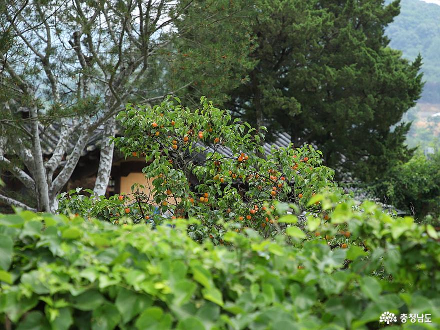 여름꽃 화사하게 핀 아산 외암민속마을 사진