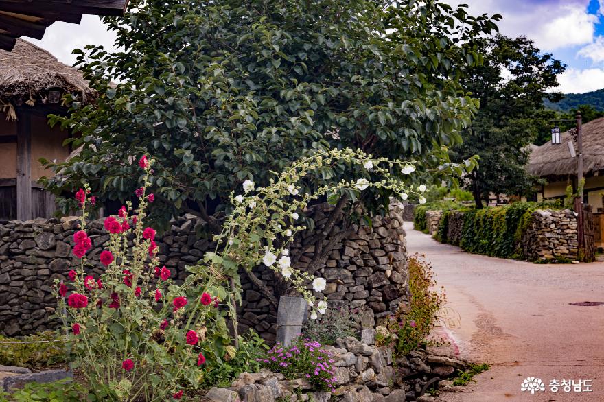 아산외암마을 여름풍경 연꽃과 능소화가 아름답다 사진