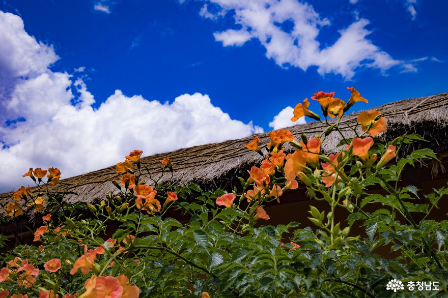 아산외암마을 여름풍경 연꽃과 능소화가 아름답다 사진