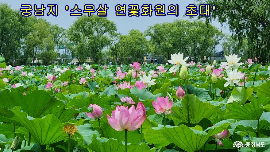 부여 서동공원(궁남지) 연꽃