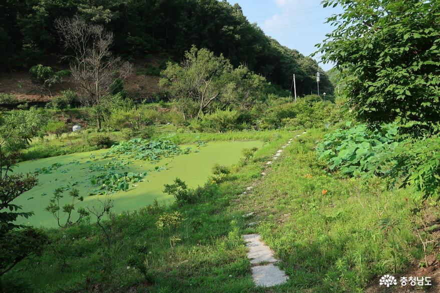 야생화불상나무조각작품연꽃연못으로아름다운사찰천왕사 3