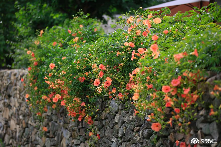 여름꽃이피어더욱아름다운아산외암민속마을 18