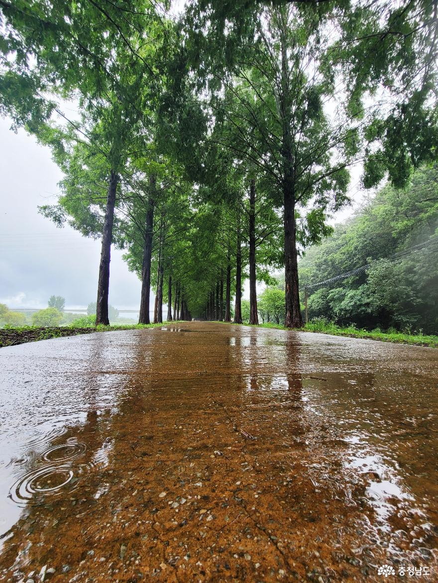 비오는 낭만천국 정안천 생태공원 사진